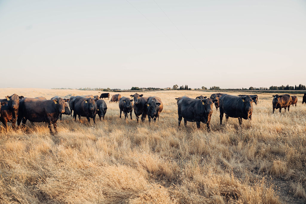 Cattle ranch background